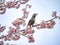 Japanese bulbul in a sakura tree 1