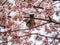 Japanese bulbul in a sakura tree 2