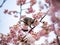 Japanese bulbul in a sakura tree 4