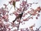 Japanese bulbul in a sakura tree 6