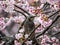 Japanese bulbul in a sakura tree 7