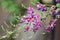 Japanese bush clover