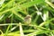 Japanese Bush Warbler