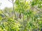 Japanese bush warbler singing in a tree 2