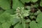 Japanese butterbur scape flowers