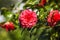 .Japanese camelia blooming in the garden in spring. Selective focus