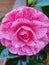 Japanese Camelia Pink