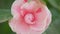 Japanese Camellia April Dawn Blush. Camellia Japonica Pink Flower In Full Bloom Under Sun. Close up.