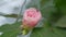 Japanese Camellia April Dawn Blush. Camellia Japonica Pink Flower In Full Bloom Under Sun. Rack focus.