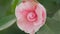 Japanese Camellia April Dawn Blush. Camellia Japonica Pink Flower In Full Bloom Under Sun. Rack focus.