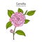 Japanese camellia Camellia japonica , ornamental and medicinal plant