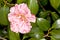 Japanese Camellia -Dahlohnega- Camellia japonica