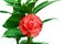 Japanese camellia flower background