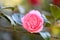 Japanese Camellia japonica Can Can, double pink flower