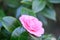 Japanese Camellia japonica Pink Perfection, perfect double pink flower