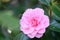 Japanese Camellia japonica Pink Perfection, a perfect double pink flower