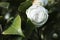 Japanese camellia white flower on a bush