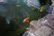 Japanese carp emerge from the lake to take in air. Koi carp are ornamental domesticated fish