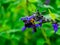 Japanese carpenter bee on flowers 10