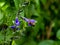 Japanese carpenter bee on flowers 7