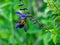 Japanese carpenter bee on flowers 8