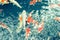Japanese carps swimming in lake cross-processing