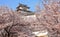 Japanese castle and Beautiful flower