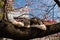 Japanese cats on sakura tree in blossom season