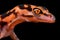 Japanese Cave Gecko Goniurosaurus orientalis