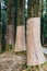 Japanese Cedar trees that warp with burlap to prevent winter browning in the forest in Alishan National Forest Recreation Area.