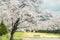 Japanese Cherry Blossom, Alpine City, Scenic Spot for Your Name