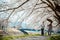 Japanese Cherry Blossom, Alpine City, Scenic Spot for Your Name