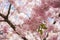 Japanese Cherry blossom at Bisbebjerg Cemetery