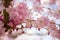 Japanese Cherry blossom at Bisbebjerg Cemetery
