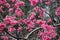 Japanese cherry blossom whose pink flowers