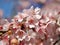 Japanese Cherry Blossoms in Bloom