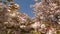 Japanese Cherry Blossoms Blue Sky