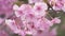 Japanese cherry blossoms, an early-blooming variety called Kawazu-zakura