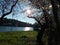 Japanese cherry blossoms in Rome, Eur little lake. Sunny spring day.