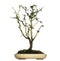 Japanese Cherry bonsai tree, Prunus serrulata, isolated