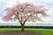 Japanese Cherry Tree in Bloom on Coast