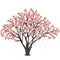 Japanese cherry tree blossom over white