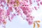 Japanese cherry tree branches in blossom