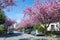 Japanese cherry trees blooming in small street in spring