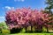 Japanese cherry trees in blossom, grass