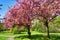 Japanese cherry trees in blossom, grass