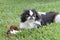 Japanese Chin 1