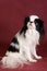 Japanese Chin