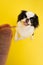 Japanese chin being rewarded for good behavior