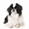 Japanese chin close up portrait isolated on white background. Cute pet, loyal friend,